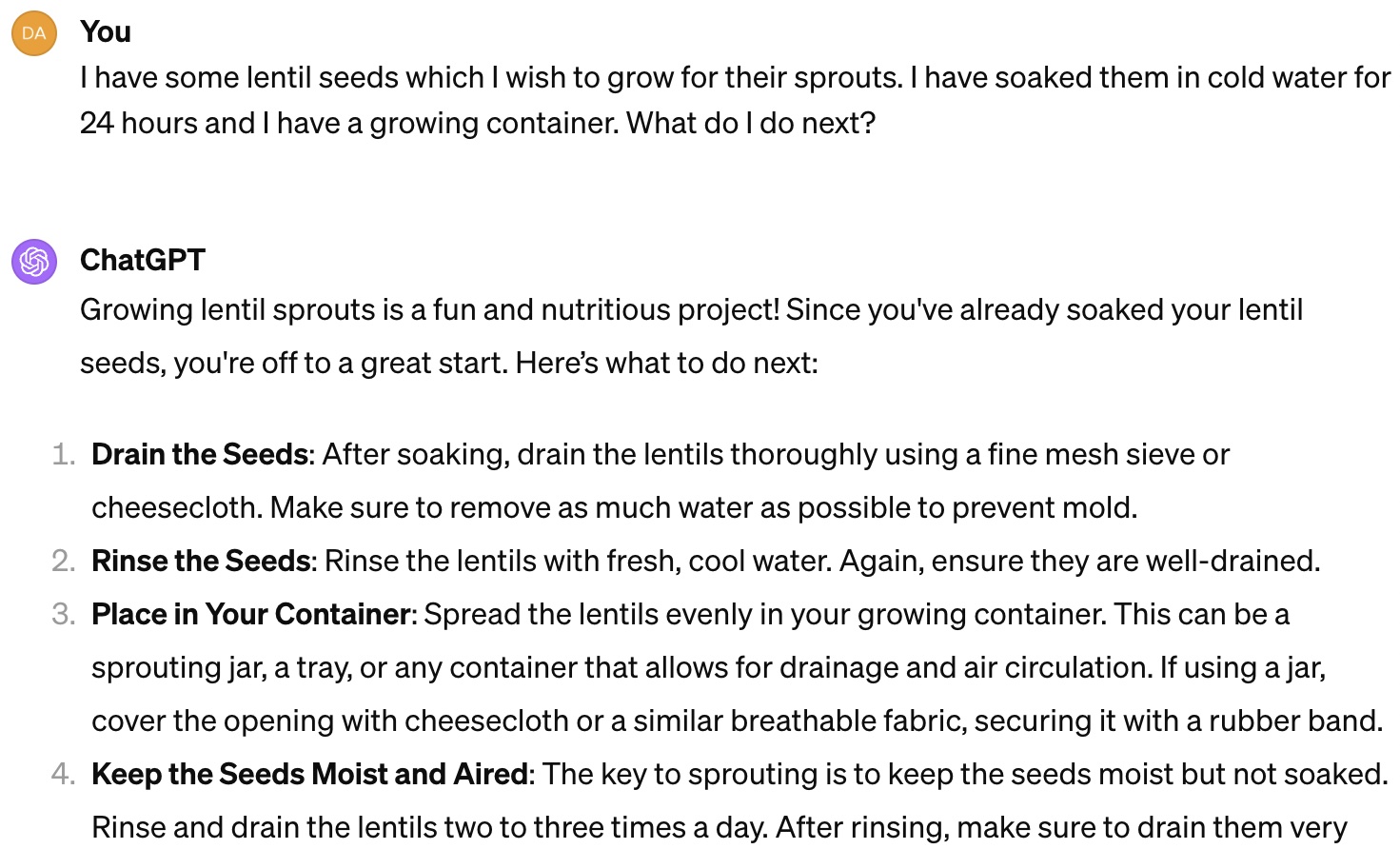 growing lentil seeds
